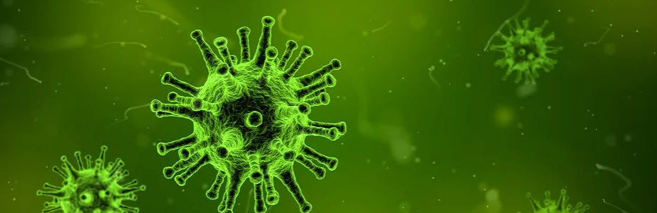 deratyzacja Września